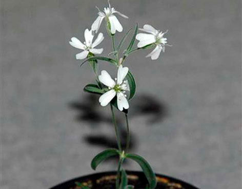 Προϊστορικό φυτό ανθίζει μετά από 32.000 χρόνια στην κατάψυξη!