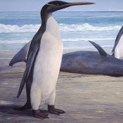 Kairuku, ο γιγαντιαίος πιγκουίνος