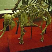 Στην Κρήτη έζησε το μικρότερο μαμούθ του κόσμου