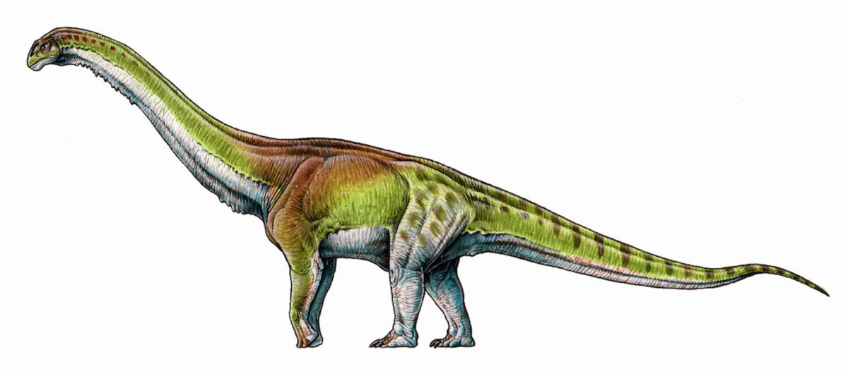 Patagotitan mayorum Πηγή G. Lio.