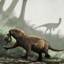 Τα θηλαστικά βγήκαν στο φως της μέρας πριν από 65 εκατ. χρόνια