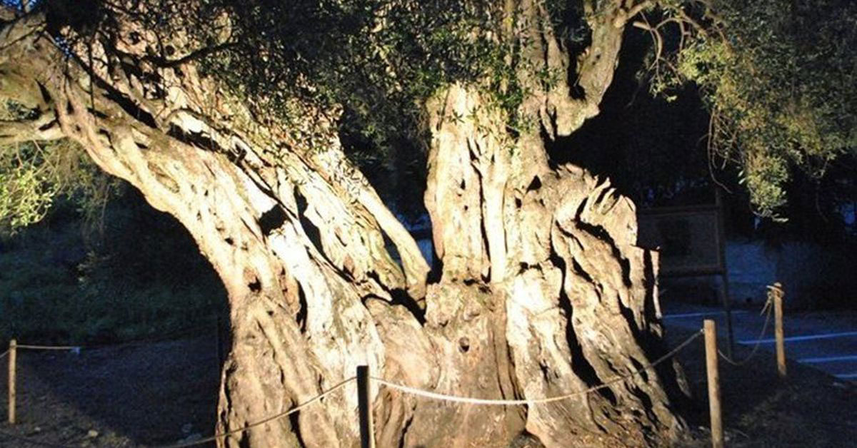 Ελαιόδεντρο έντεκα αιώνων στη Στρογγυλή Κέρκυρας