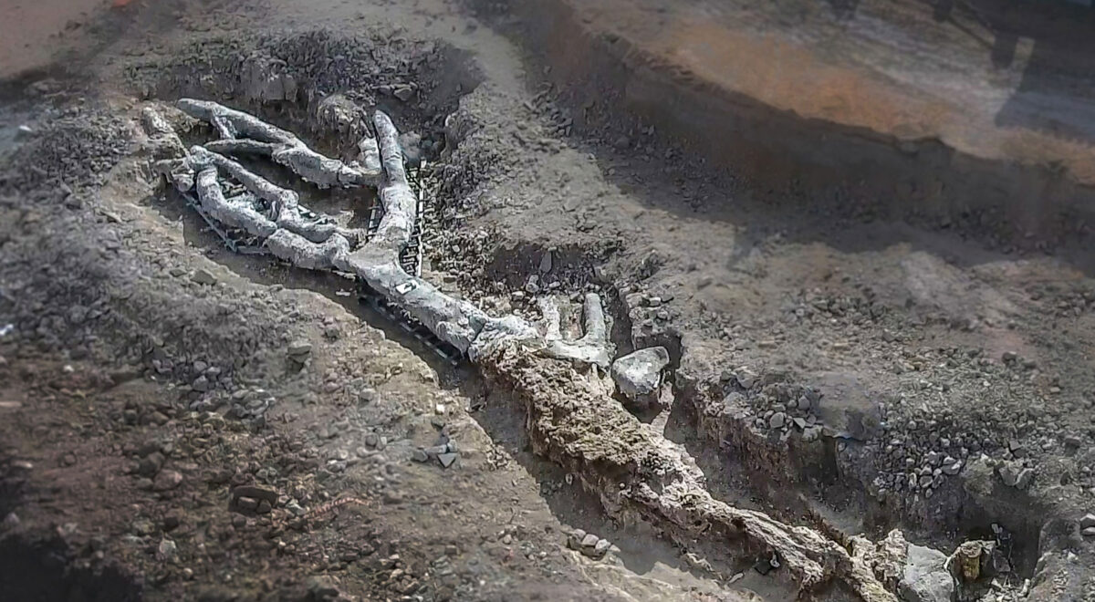 Απολιθωμένος κορμός (φωτ.: Μουσείο Φυσικής Ιστορίας Απολιθωμένου Δάσους Λέσβου).