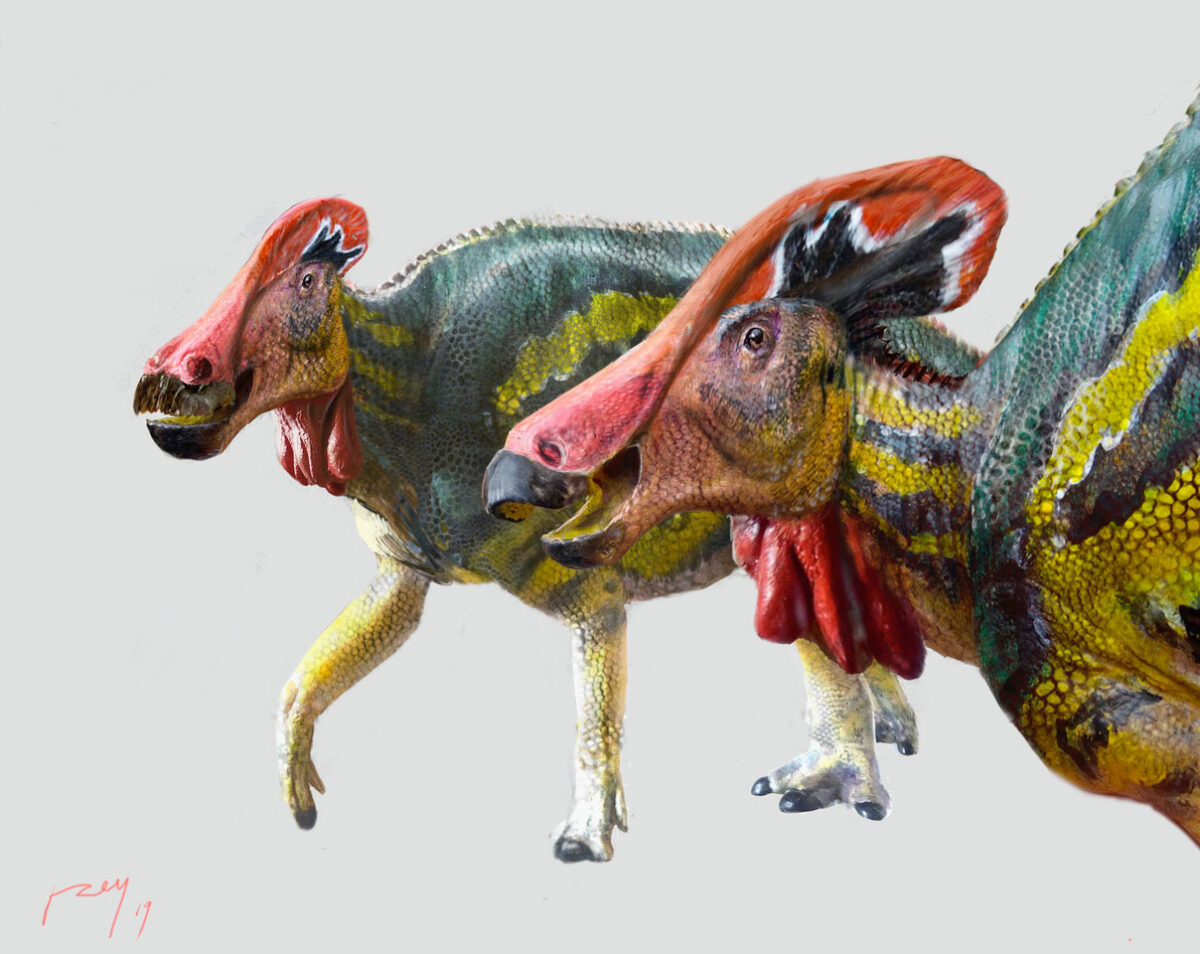 Tlatolophus galorum, το νέο είδος δεινοσαύρων (φωτ.: INAH / Luis V. Rey).