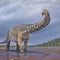 «Αυστραλοτιτάν»: ένας νέος δεινόσαυρος