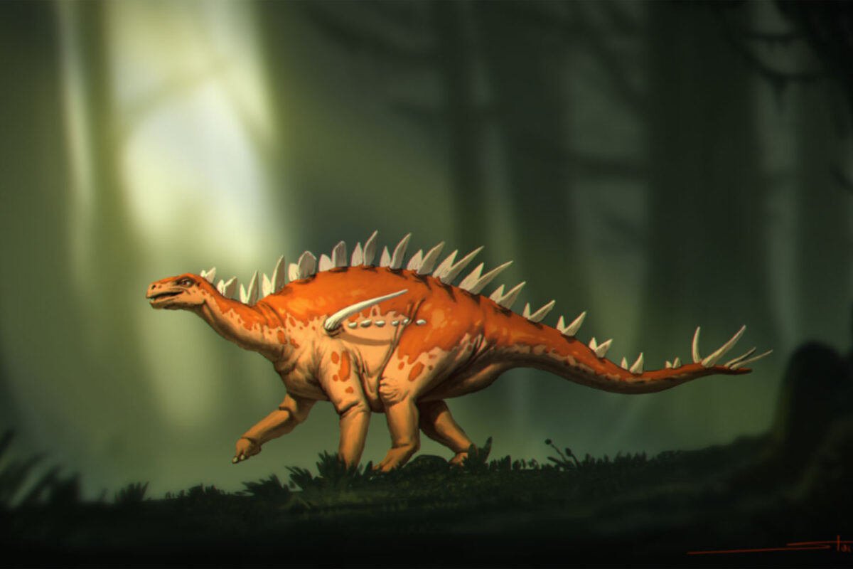 Ο Μπασανόσαυρος, ένα νέο είδος στεγόσαυρου