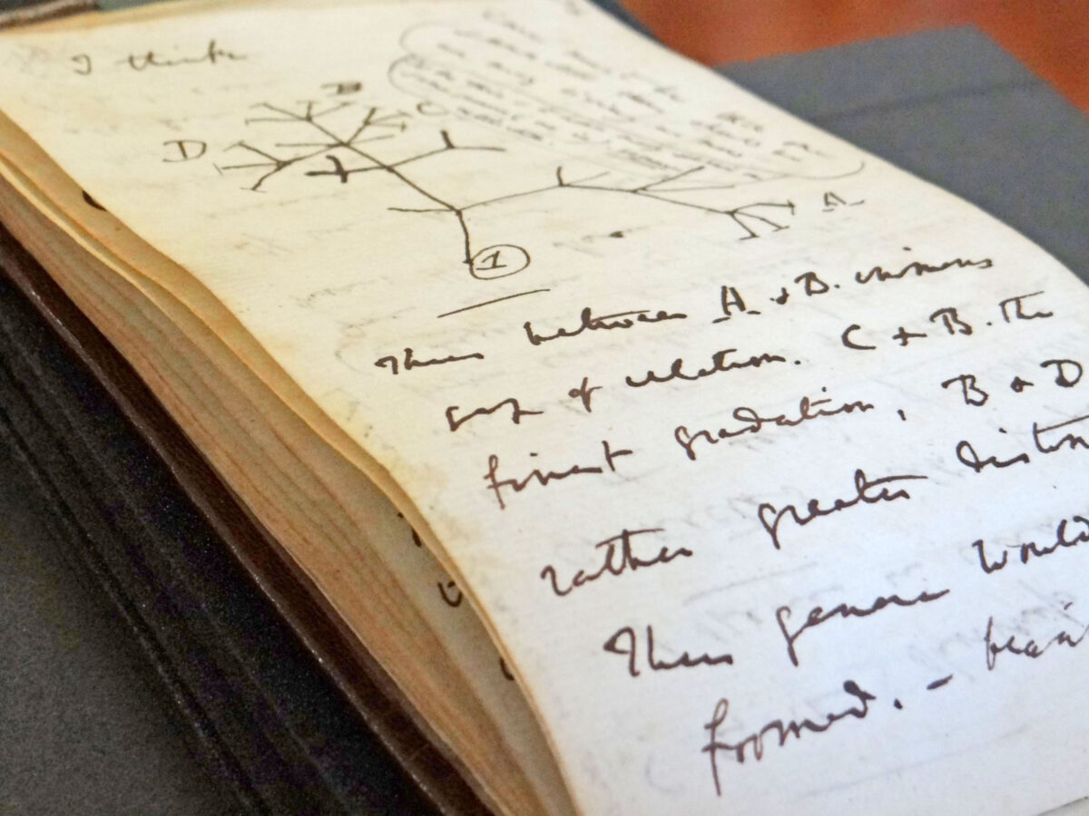 Tο ένα από τα δύο σημειωματάρια που επιστράφηκαν περιλαμβάνει το σκίτσο του «Δέντρου της Ζωής» που έγινε το σύμβολο της θεωρίας της εξέλιξης του Δαρβίνου (φωτ.: Cambridge University Library / Stuart Roberts). 