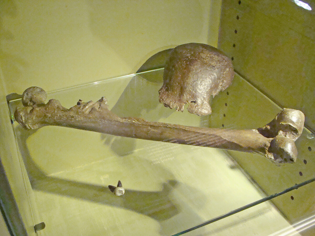 O Άνθρωπος της Ιάβας. Τα απολιθωμένα οστά που αποκάλυψε το 1891-1892 ο Ολλανδός παλαιοανθρωπολόγος Ευγένιος Ντιμπουά στο νησί της Ιάβας. Πηγή εικόνας: Wikipedia.